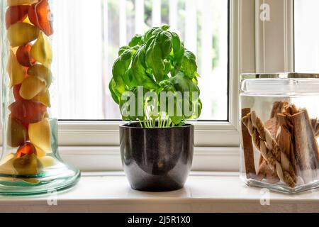 Plante de basilic poussant en pot sur le rebord de fenêtre, à côté d'un pot de pâtes et d'un pot avec des chews de chien Banque D'Images