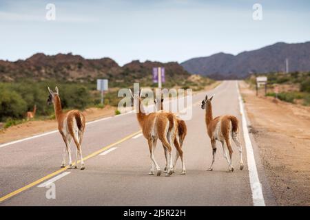 Argentine, juste à l'extérieur du parc Ischigualasto un troupeau de Guanacos traverse la route qui mène à la Rioja. Le guanaco (Lama guanicoe) est un camélidés Banque D'Images
