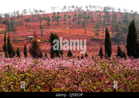 Le paysage des vergers de cerisiers est en pleine floraison sur une colline en fleur de printemps, les vergers communautaires ruraux en Chine du Sud. Concentrez-vous sur la colline. Banque D'Images