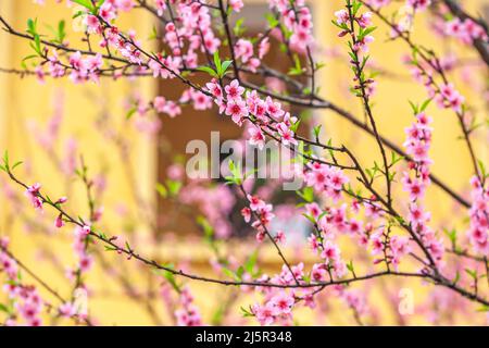 Fleurs de cerisier de pêche fleuries dans une cour au printemps, un mur crème avec un cadre de fenêtre flou dans l'arrière-plan. Mise au point sélective. Banque D'Images