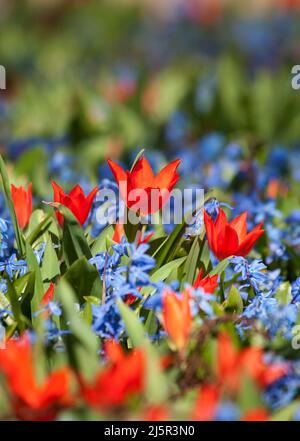 Parterre à fleurs avec tulipes et cloches, faible profondeur de champ Banque D'Images