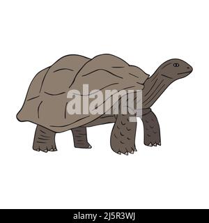 Dessin d'une tortue de couleur à la main sur fond blanc Illustration de Vecteur