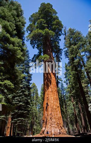 Sequoia National Park est un parc national dans le sud de la Sierra Nevada, Californie, le parc est célèbre pour ses séquoias géants, y compris le Gener Banque D'Images