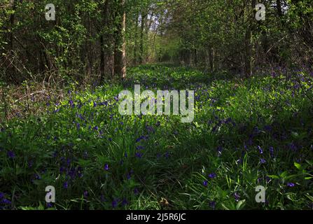 Un sentier au début du printemps à travers le bois de Foxley avec des cloches dans la lumière du soleil de l'appled à Foxley, Norfolk, Angleterre, Royaume-Uni.Walk Banque D'Images