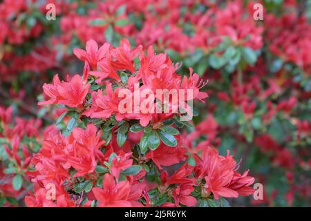 ÔRusticaÕ rouge de rhododendron en fleur Banque D'Images