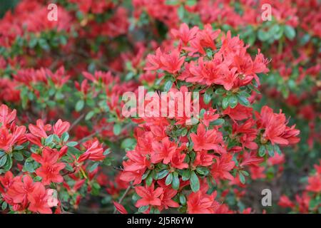 ÔRusticaÕ rouge de rhododendron en fleur Banque D'Images