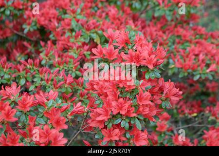 ÔRusticaÕ rouge de rhododendron en fleur Banque D'Images