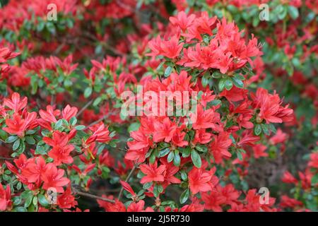 ÔRusticaÕ rouge de rhododendron en fleur Banque D'Images