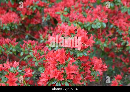 ÔRusticaÕ rouge de rhododendron en fleur Banque D'Images