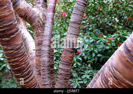 Bark rayé de Prunus série x serrulata arbre, ou la cerise japonaise et tibétaine. Banque D'Images