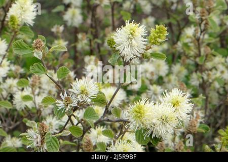 Alder de sorcière de montagne en fleur Banque D'Images