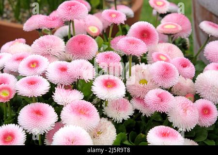 Pâquerettes roses en fleur. Banque D'Images