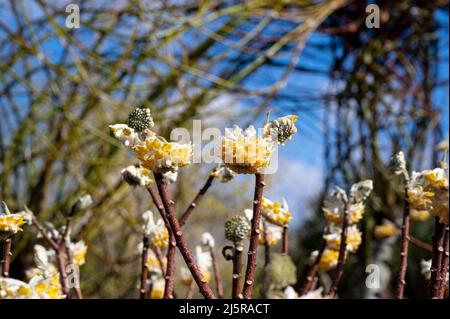 Edgeworthia chrysantha grandiflora, Paperbush Grandiflora, Edgeworthia grandiflora, Thymelaeaceae. Fleurs de crème au début du printemps. Banque D'Images