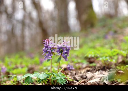 Fleurs du premier printemps dans une forêt. Fumewort, corydalis solida floraison en avril Banque D'Images