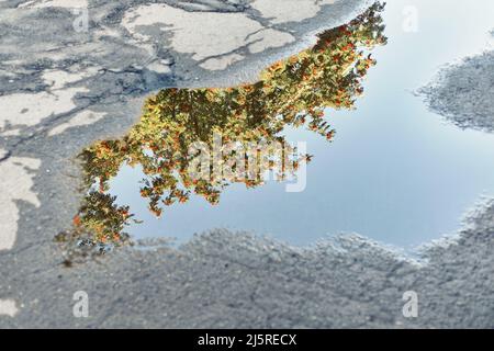 Reflet de l'arbre de la rovanberry dans le flaque sur l'asphalte après la pluie. Un arbre vert luxuriant pousse au-dessus de la route et se reflète dans l'eau claire, sous le soleil, à proximité Banque D'Images