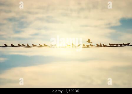 Un troupeau d'épars s'assoient en rangée sur un fil électrique noir contre un ciel bleu avec des nuages blancs. Silhouettes sombres d'oiseaux se détendant haut sur le câble au crépuscule Banque D'Images