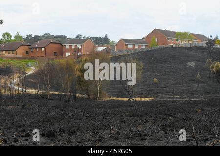 Canford Heath, Poole, Dorset, Royaume-Uni. 25th avril 2022. Vue générale du terrain de brûlée noirci à Canford Heath à Poole dans Dorset qui a été endommagé par un incendie énorme dimanche. La lande de Canford est la plus grande lande de Dorset et la plus grande lande des basses terres du Royaume-Uni. Elle abrite des espèces rares, dont le serpent lisse, le Lizard de sable et la Paruline de Dartford. Crédit photo : Graham Hunt/Alamy Live News Banque D'Images