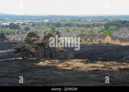 Canford Heath, Poole, Dorset, Royaume-Uni. 25th avril 2022. Vue générale du terrain de brûlée noirci à Canford Heath à Poole dans Dorset qui a été endommagé par un incendie énorme dimanche. La lande de Canford est la plus grande lande de Dorset et la plus grande lande des basses terres du Royaume-Uni. Elle abrite des espèces rares, dont le serpent lisse, le Lizard de sable et la Paruline de Dartford. Crédit photo : Graham Hunt/Alamy Live News Banque D'Images