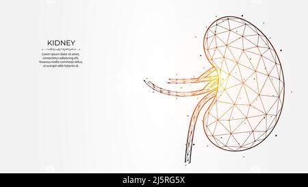 Illustration vectorielle polygonale abstraite des reins humains sur fond clair. Structure interne en polyéthylène basse. Bannière, modèle ou backgrou néphrologie Illustration de Vecteur