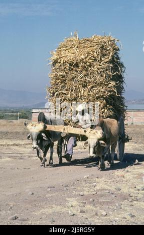 Une énorme charge de balles de maïs est transportée sur un wagon tiré par du boeuf par un agriculteur âgé près d'Oaxaca, au Mexique, une ville dans le sud de la Sierra Madre. Banque D'Images