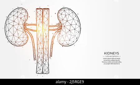 Illustration vectorielle polygonale abstraite des reins humains sur fond clair. Structure interne en polyéthylène basse. Bannière médicale néphrologie, modèle ou Illustration de Vecteur