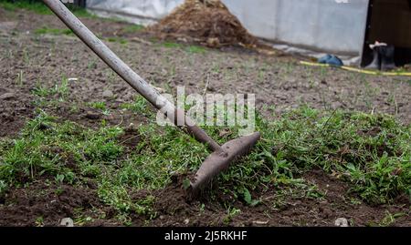 un homme nettoie les mauvaises herbes dans le jardin. Nettoyage de printemps sur la ferme. Attention sélective Banque D'Images