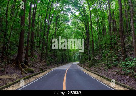 Forêt de Bilar, Bohol, Philippines - 13.11.2019 Banque D'Images