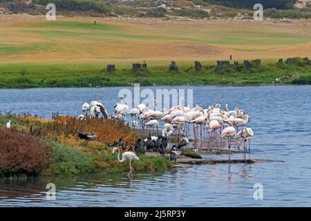 Grand flamants roses (Phoenicopterus roseus) au club de golf de Milnerton sur l'île de Woodbridge près du Cap / Kaapstad, Cap occidental, Afrique du Sud Banque D'Images