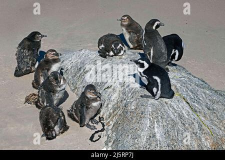 Manchots du Cap / pingouin sud-africain (Spheniscus demersus), adultes et jeunes mouleurs à Boulders Beach, Simon's Town, Western Cape, Afrique du Sud Banque D'Images