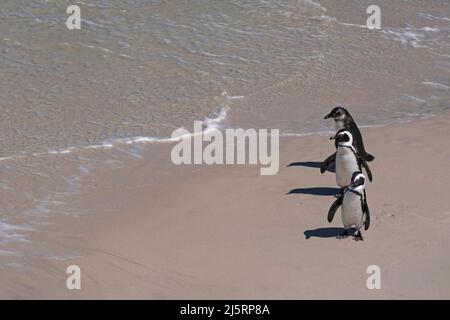 Trois pingouins du Cap / pingouin sud-africain (Spheniscus demersus) à la plage de Boulders, ville de Simon, Cap occidental, Afrique du Sud Banque D'Images