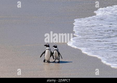 Deux manchots du Cap / manchot sud-africain (Spheniscus demersus) à la plage de Boulders, ville de Simon's, Cap occidental, Afrique du Sud Banque D'Images