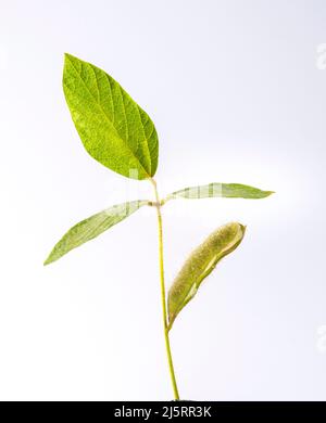 branche de soja avec 3 feuilles et une gousse semi-ouverte isolée sur fond blanc Banque D'Images