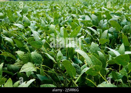 branche de soja avec 3 feuilles et une gousse semi-ouverte isolée sur fond blanc Banque D'Images