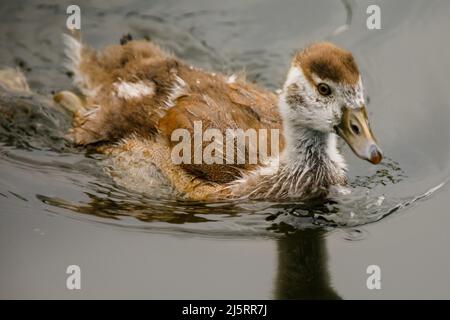 St James's Park, Londres, Royaume-Uni. 25th avril 2022.Egyptian Goose (Alopochen aegyptiaca) Gosling, St James's Park Lake, Londres. ROYAUME-UNI. Amanda Rose/Alamy Live News Banque D'Images