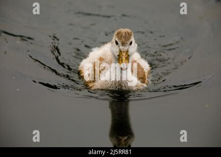 St James's Park, Londres, Royaume-Uni. 25th avril 2022.Egyptian Goose (Alopochen aegyptiaca) Gosling, St James's Park Lake, Londres. ROYAUME-UNI. Amanda Rose/Alamy Live News Banque D'Images