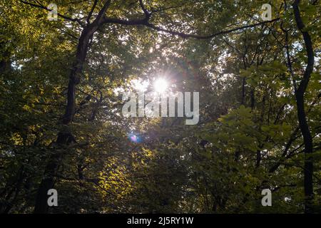 Le soleil brille à travers des feuilles vertes de grands arbres dans une forêt. Une scène idyllique avec la lumière du soleil à l'extérieur pendant une journée d'été. De véritables reflets d'objectif Banque D'Images