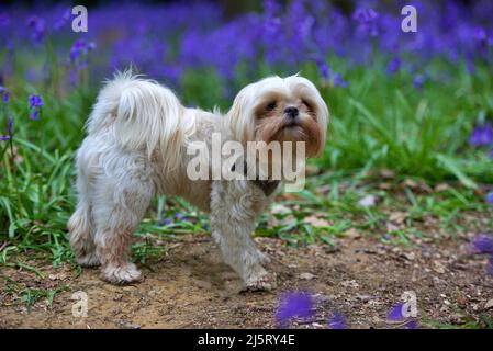 Chien Shihtzu impérial posant parmi les cloches dans le bois Banque D'Images