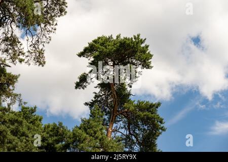 Vue sur un pin en face du ciel. Un gros nuage blanc se trouve en arrière-plan. Belle nature idyllique sans personnes lors d'une journée d'été. Banque D'Images