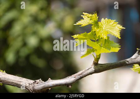Pousse de Vitis vinifera, vigne de raisin. De nouvelles lames se sont entormortes au début du printemps Banque D'Images