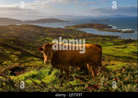 Un taureau se dresse au-dessus de la baie de Derrynane, anneau de Kerry, comté de Kerry, Irlande Banque D'Images