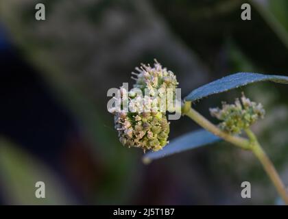 Euphorbia hitra fleur sauvage dans le jardin floraison Banque D'Images