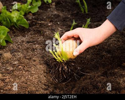 placer les tubercules à la main dans des pousses saines et mouchetées de pommes de terre de semence après avoir préparé des pommes de terre de semence pour la plantation; greensparing Banque D'Images