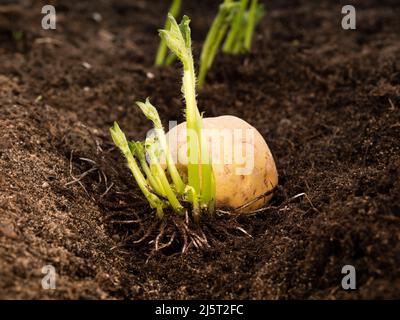 plante de pomme de terre fraîche après la germination dans le sol - lit de jardin surélevé Banque D'Images