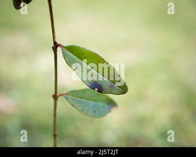 l'image montre les symptômes typiques de la maladie des taches foliaires sur ligustrum - privet sauvage Banque D'Images