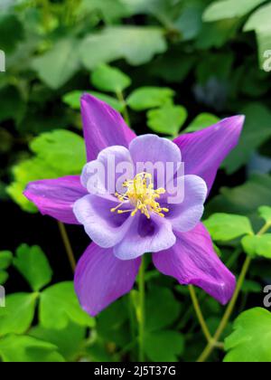 Gros plan d'une fleur pourpre de columbine dans un jardin Banque D'Images