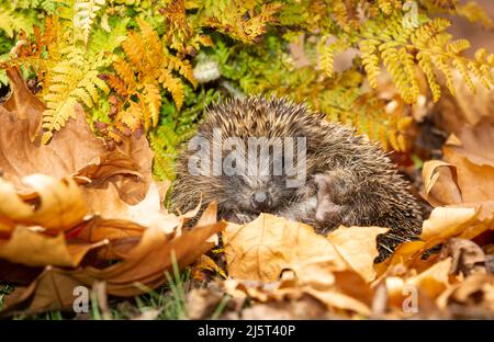 Hedgehog, Nom scientifique: Erinaceus Europaeus. Le hérisson sauvage et indigène a tourné dans une balle et fait face vers l'avant dans des fougères et des feuilles dorées, se réveillant fr Banque D'Images