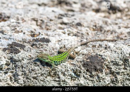 A Western Green Lizard, Italie. Banque D'Images