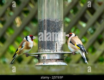 Une paire de goldfinches (Carduelis Carduelis) se nourrissant de graines de nyjer, West Lothian, Ecosse. Banque D'Images
