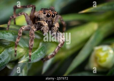 Une araignée sautant brune sur les belles feuilles vertes dépolies Banque D'Images