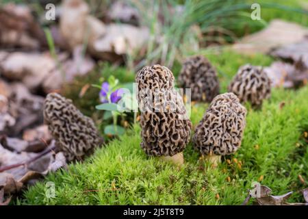 Groupe de champignons Morel poussant sur un timbre de mousse Banque D'Images